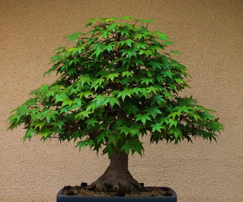 Maple Tree Bonsai Tree seeds, home decor gift for him her mom dad teacher gardening DIY flowering plants perennial frost hardy, easy care