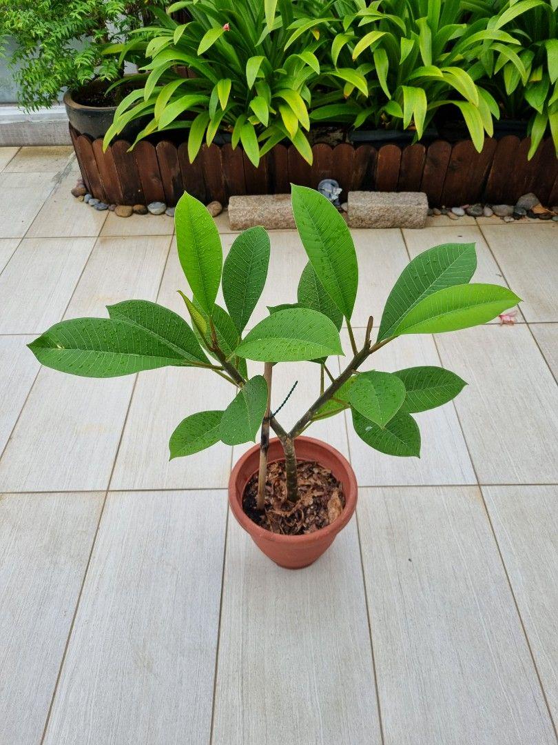 Frangipani Plumeria seeds, pink orange yellow tropical flowering plant gift for him her mom dad teacher home decor birthday gardening flower