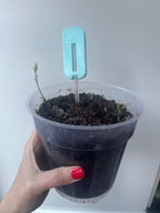 Propagator Thermometer in Fahrenheit & Celsius for indoors and outdoors, Greenhouse, Garden, Balcony, for small plants, seeds, propagations