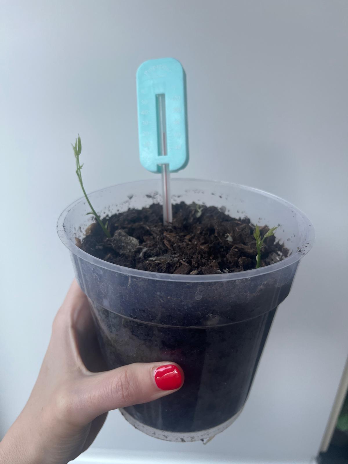 Propagator Thermometer in Fahrenheit & Celsius for indoors and outdoors, Greenhouse, Garden, Balcony, for small plants, seeds, propagations