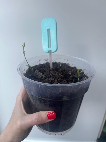 Propagator Thermometer in Fahrenheit & Celsius for indoors and outdoors, Greenhouse, Garden, Balcony, for small plants, seeds, propagations