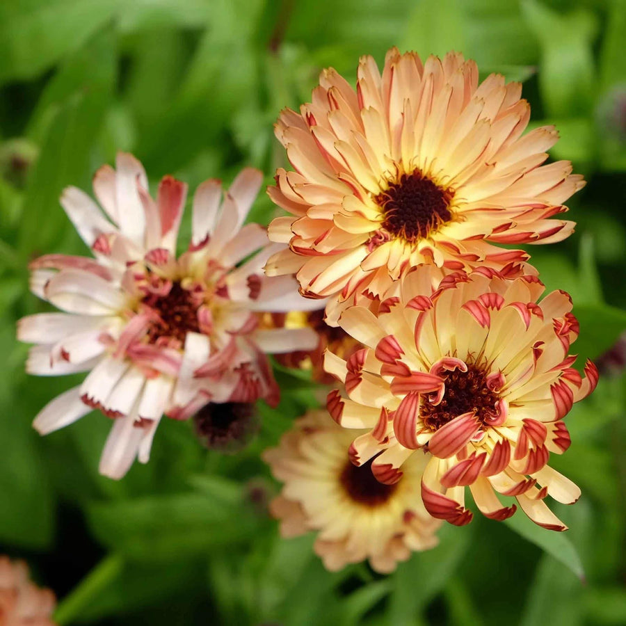 Marigold Touch of Red Buff flower seeds, flowering plant gift for him her mom dad teacher home decor birthday DIY gardening yard decor