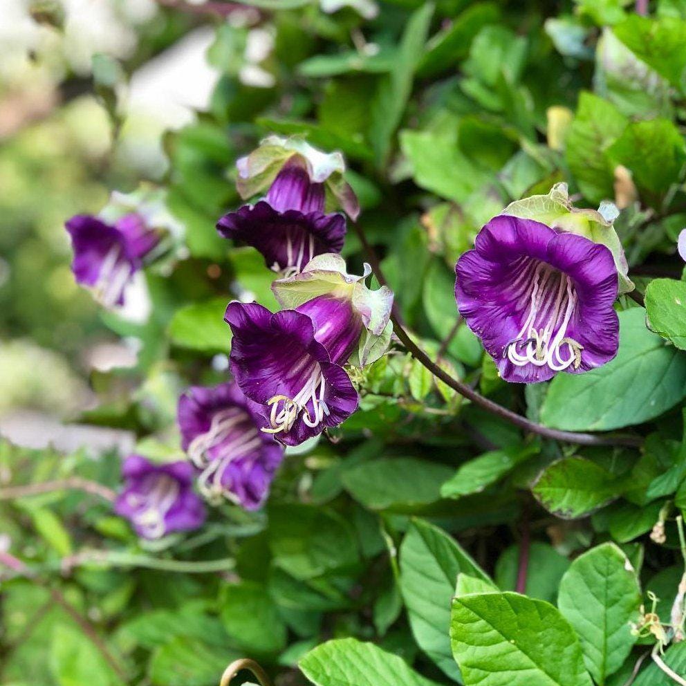 Cup and Saucer vine seeds, Cobaea scandens, flowering plant gift for him her mom dad teacher home decor birthday DIY gardening yard decor
