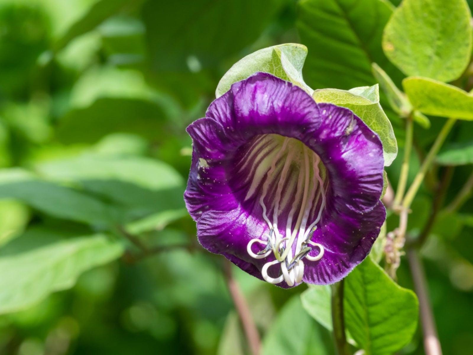 Cup and Saucer vine seeds, Cobaea scandens, flowering plant gift for him her mom dad teacher home decor birthday DIY gardening yard decor