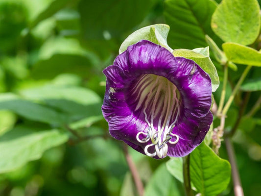 Cup and Saucer vine seeds, Cobaea scandens, flowering plant gift for him her mom dad teacher home decor birthday DIY gardening yard decor