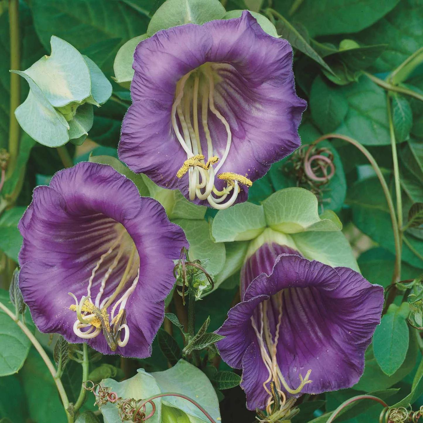 Cup and Saucer vine seeds, Cobaea scandens, flowering plant gift for him her mom dad teacher home decor birthday DIY gardening yard decor