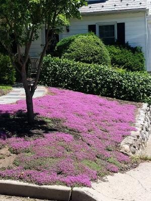 Creeping Wild Thyme seeds, perennial frost hardy ground cover magic carpet, gift for him her mom dad home decor teacher gifts DIY gardening