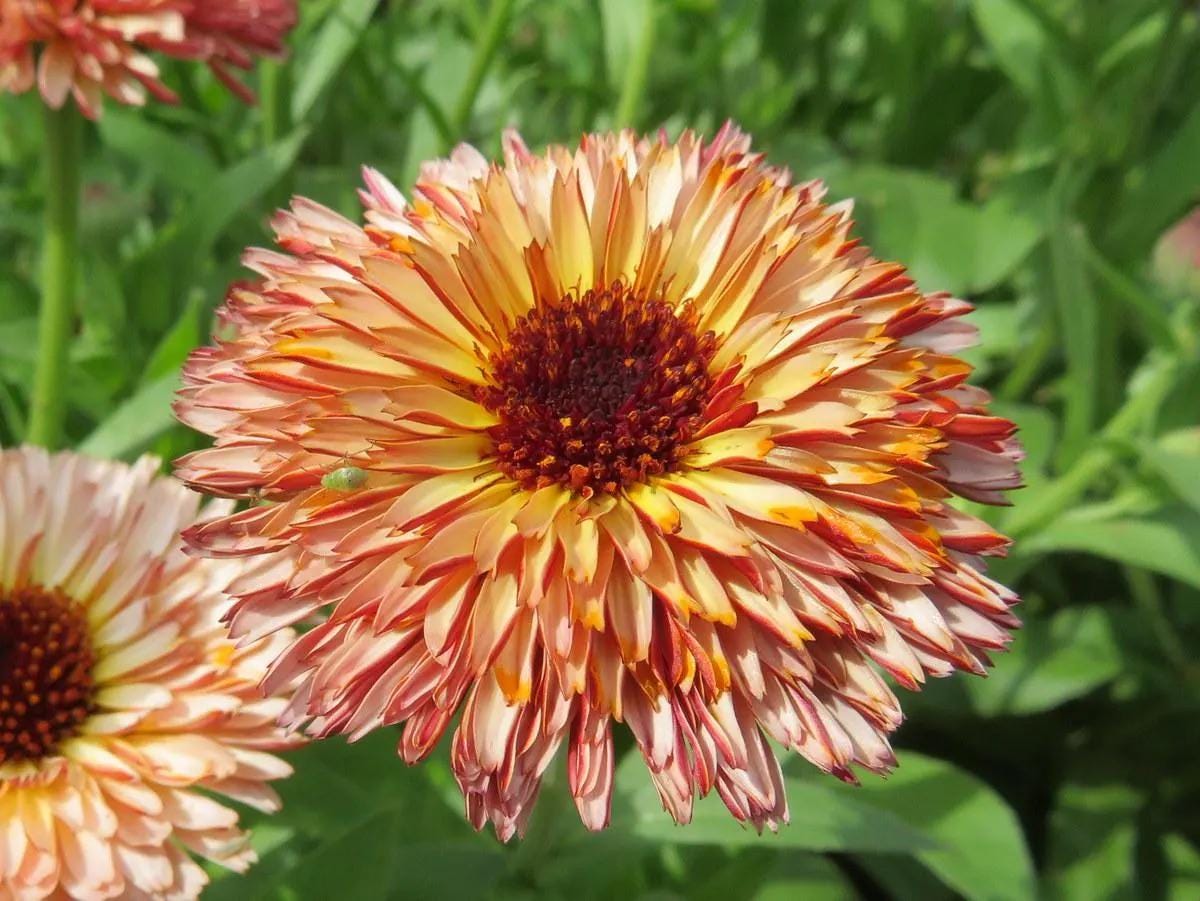 Marigold Touch of Red Buff flower seeds, flowering plant gift for him her mom dad teacher home decor birthday DIY gardening yard decor