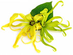 Famous Perfume Tree seeds, Ylang Ylang, Caning odorata, gift for him her mom dad teacher yard plant DIY gardening frost hardy perennial Coco