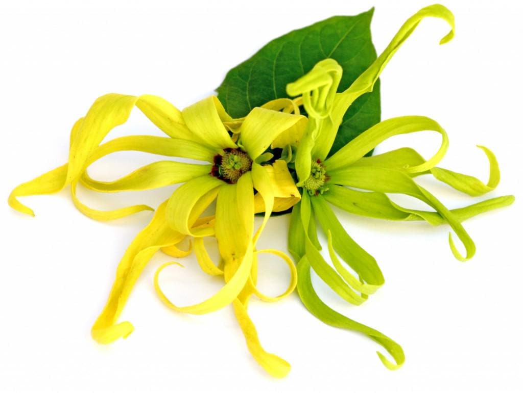 World Famous Ylang Ylang Perfume Tree Seeds: Cananga Odorata, Organic Gardening, Easy to Grow