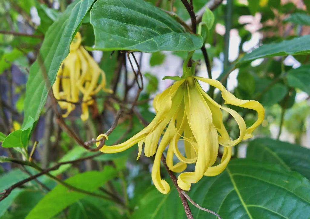 World Famous Ylang Ylang Perfume Tree Seeds: Cananga Odorata, Organic Gardening, Easy to Grow