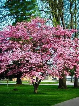 Pink Dogwood Tree seeds, home decor gift for him her mom dad teacher gardening DIY flowering plants yard perennial
