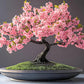 Pink & White Cherry Blossom Bonsai Tree Seeds: Japanese Sakura, Gardening Flowering Perennial, Garden House Plants, Frost Hardy DIY Flower