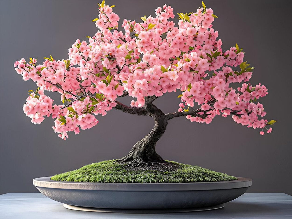 Pink & White Cherry Blossom Bonsai Tree Seeds: Japanese Sakura, Gardening Flowering Perennial, Garden House Plants, Frost Hardy DIY Flower