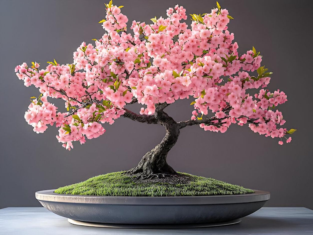 Pink and White Cherry Blossom Bonsai Tree Seeds: Japanese Sakura Perennial House & Garden Plant