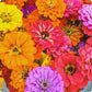Zinnia Dahlia Flowered seeds, best gift for him her mom dad teacher DIY flowering yard plants birthday bouquet