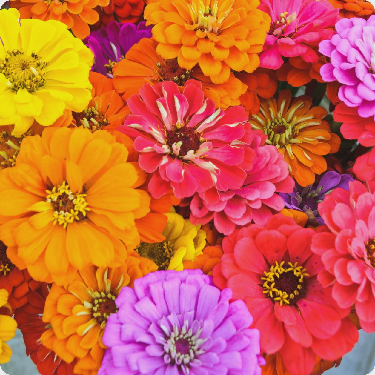 Zinnia Dahlia Flowered seeds, best gift for him her mom dad teacher DIY flowering yard plants birthday bouquet