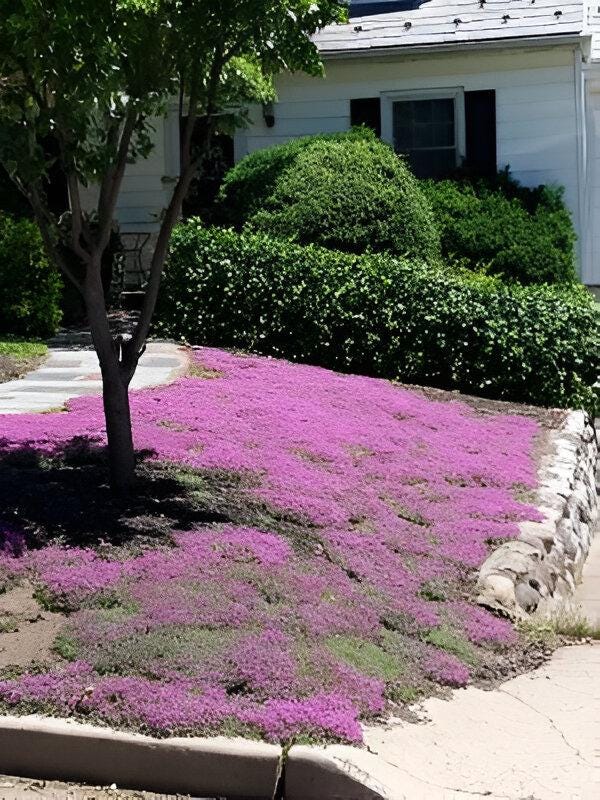 Creeping Wild Thyme seeds, perennial frost hardy ground cover magic carpet, gift for him her mom dad home decor teacher gifts DIY gardening