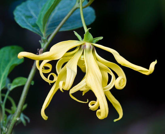 World Famous Perfume Tree seeds, Ylang Ylang, Caning odorata, gift for him her mom dad teacher yard plant DIY gardening frost hardy Coco
