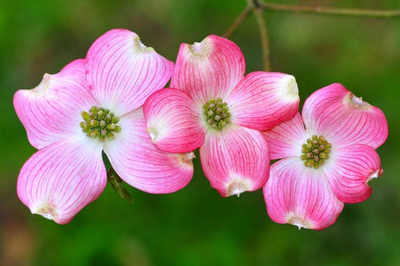 Pink Dogwood Tree seeds, home decor gift for him her mom dad teacher gardening DIY flowering plants yard perennial