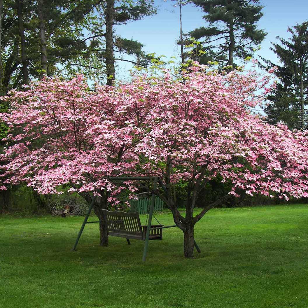 Pink Dogwood Tree seeds, home decor gift for him her mom dad teacher gardening DIY flowering plants yard perennial
