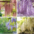 4 x Wisteria seed mix: Pink, White, Blue & Purple, best gift for him her mom dad teacher home decor gardening birthday frost hardy perennial