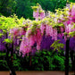 4 x Wisteria seed mix: Pink, White, Blue & Purple, best gift for him her mom dad teacher home decor gardening birthday frost hardy perennial