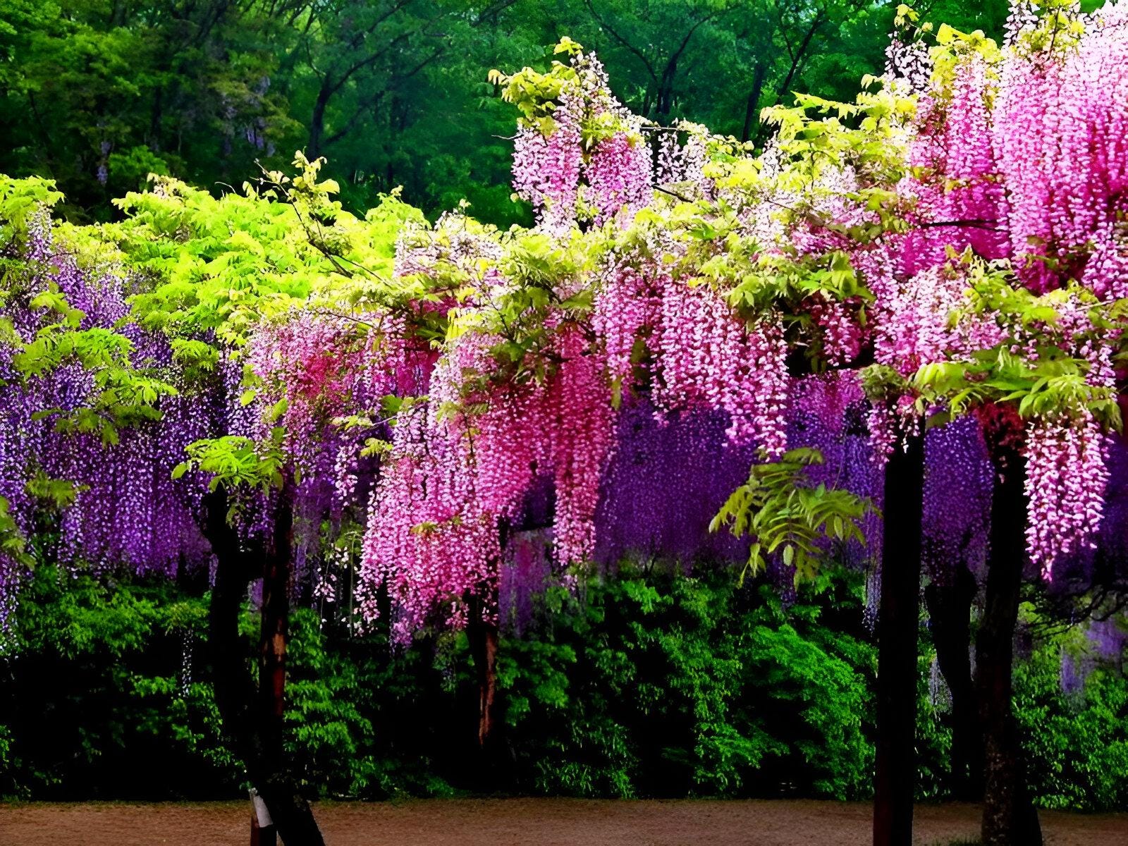 4 x Wisteria seed mix: Pink, White, Blue & Purple, best gift for him her mom dad teacher home decor gardening birthday frost hardy perennial