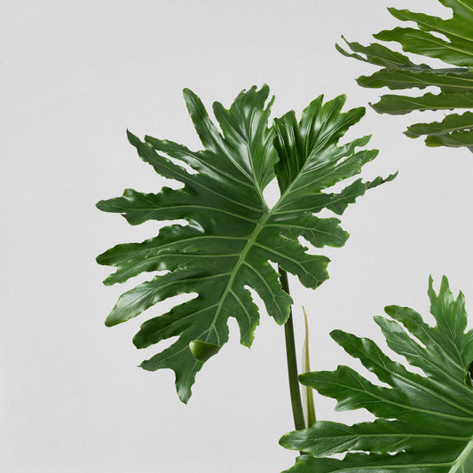 Philodendron bipinnatifidum seeds, gift for him her mom dad teacher, home decor gardening DIY birthday house plants urban jungle evergreen