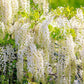 4 x Wisteria seed mix: Pink, White, Blue & Purple, best gift for him her mom dad teacher home decor gardening birthday frost hardy perennial