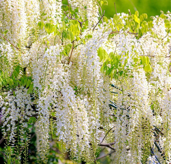 4 x Wisteria seed mix: Pink, White, Blue & Purple, best gift for him her mom dad teacher home decor gardening birthday frost hardy perennial