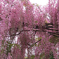 4 x Wisteria seed mix: Pink, White, Blue & Purple, best gift for him her mom dad teacher home decor gardening birthday frost hardy perennial
