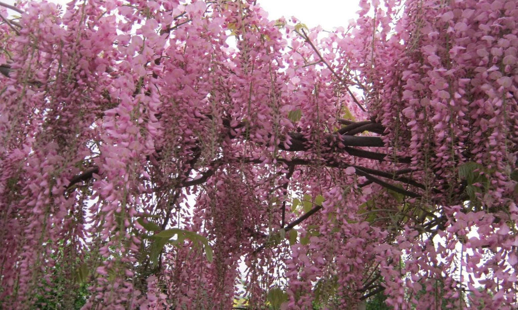 4 x Wisteria seed mix: Pink, White, Blue & Purple, best gift for him her mom dad teacher home decor gardening birthday frost hardy perennial