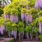 4 x Wisteria seed mix: Pink, White, Blue & Purple, best gift for him her mom dad teacher home decor gardening birthday frost hardy perennial