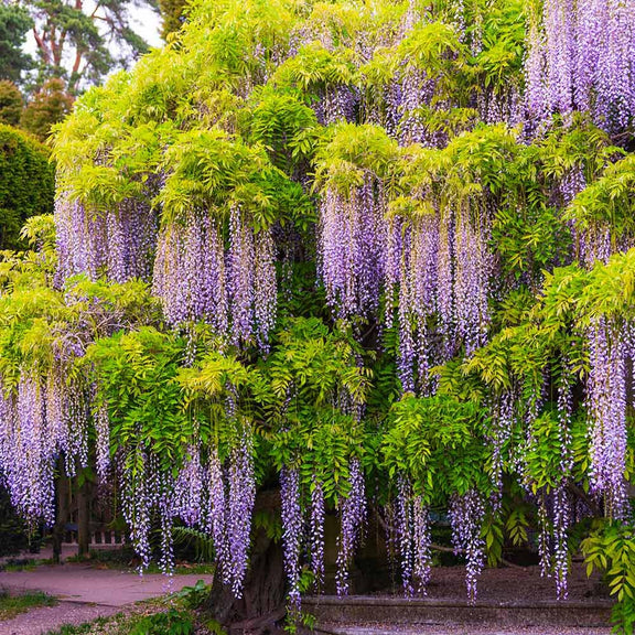 4 x Wisteria seed mix: Pink, White, Blue & Purple, best gift for him her mom dad teacher home decor gardening birthday frost hardy perennial
