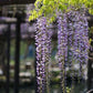 4 x Wisteria seed mix: Pink, White, Blue & Purple, best gift for him her mom dad teacher home decor gardening birthday frost hardy perennial