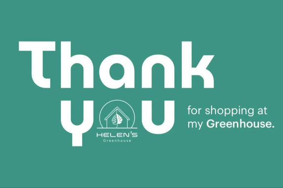 Madagascar Jewel Bonsai Tree seeds, euphorbia leuconeura, best gift for him her mom dad teacher home decor DIY gardening house plant