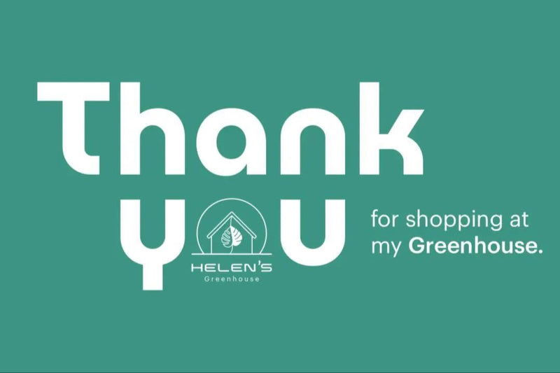 Madagascar Jewel Bonsai Tree seeds, euphorbia leuconeura, best gift for him her mom dad teacher home decor DIY gardening house plant