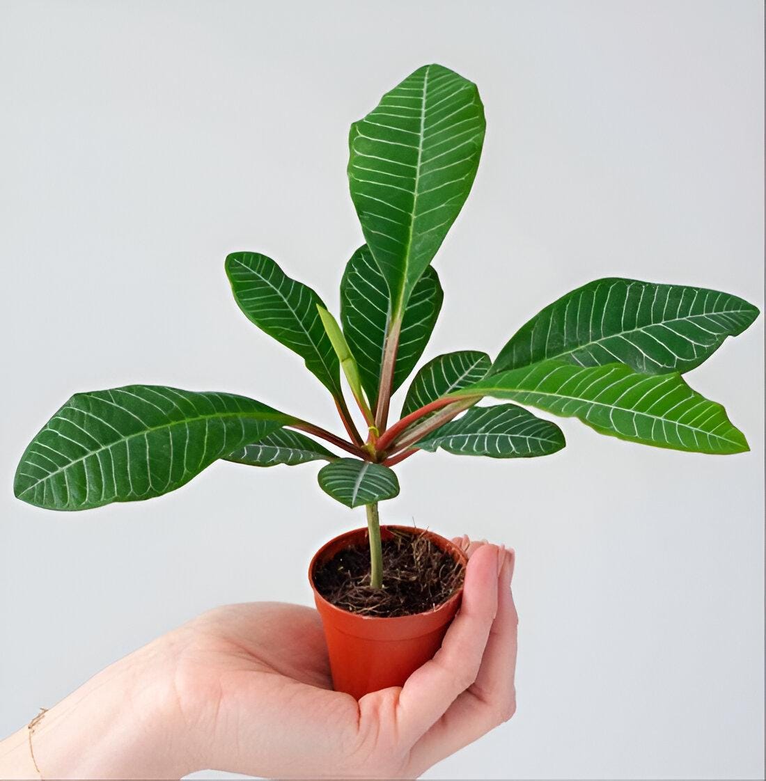 Madagascar Jewel Bonsai Tree seeds, euphorbia leuconeura, best gift for him her mom dad teacher home decor DIY gardening house plant