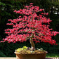 Red Maple Bonsai tree seeds, frost hardy perennial gift for him her mom dad teacher home decor birthday house plants DIY gardening easy care