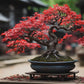 Red Maple Bonsai tree seeds, frost hardy perennial gift for him her mom dad teacher home decor birthday house plants DIY gardening easy care