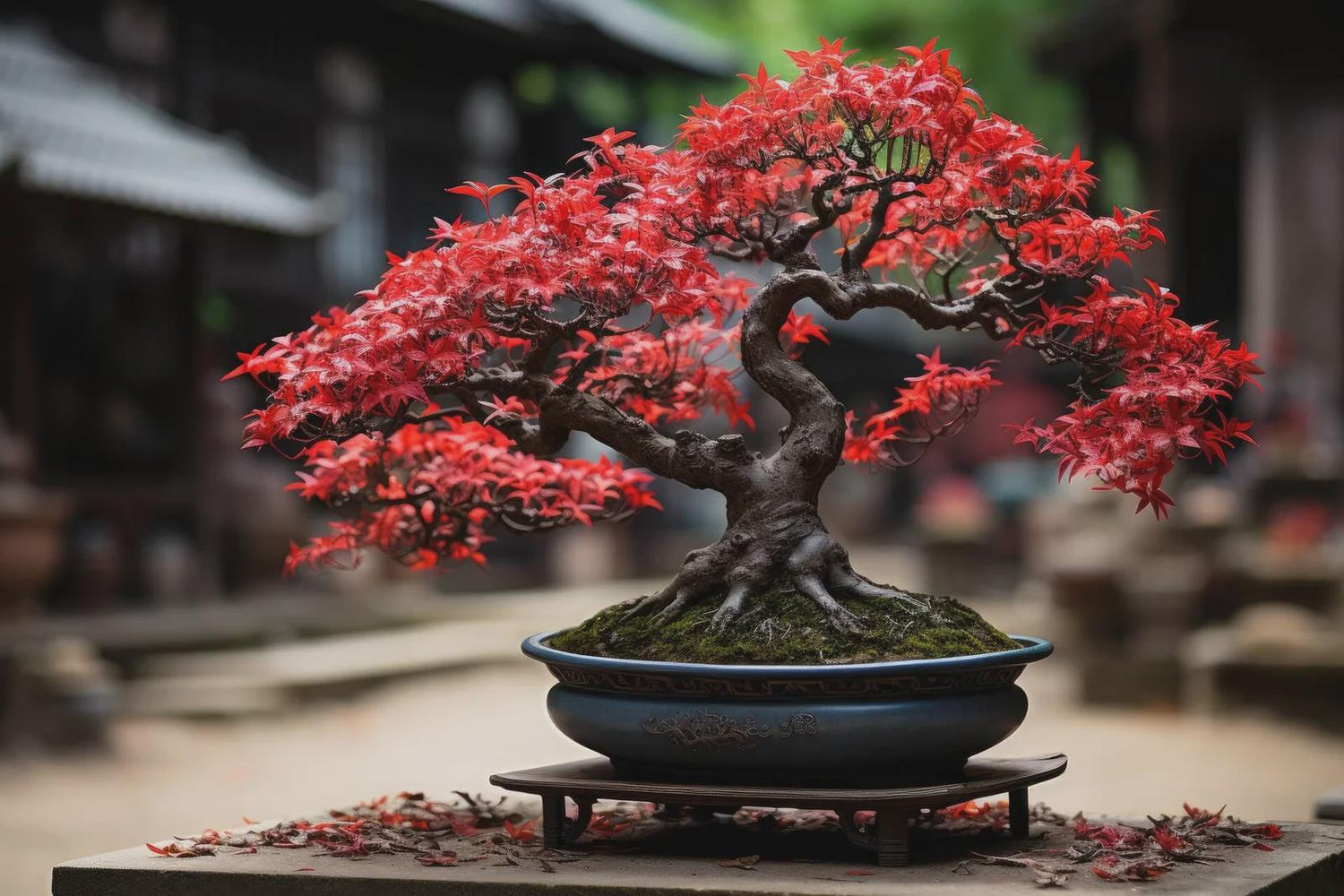 Red Maple Bonsai tree seeds, frost hardy perennial gift for him her mom dad teacher home decor birthday house plants DIY gardening easy care