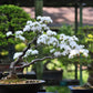 Japanese White Cherry Blossom Bonsai Tree seeds, Sakura gifts for him her mom dad teacher birthday gardening flowering perennial