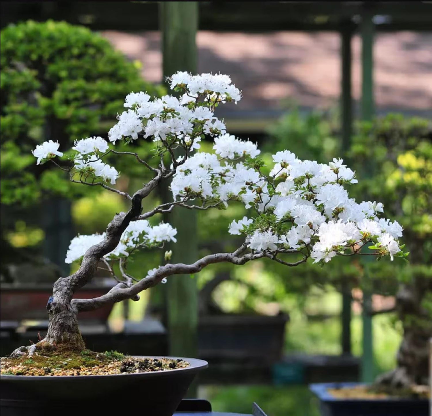Japanese White Cherry Blossom Bonsai Tree seeds, Sakura gifts for him her mom dad teacher birthday gardening flowering perennial