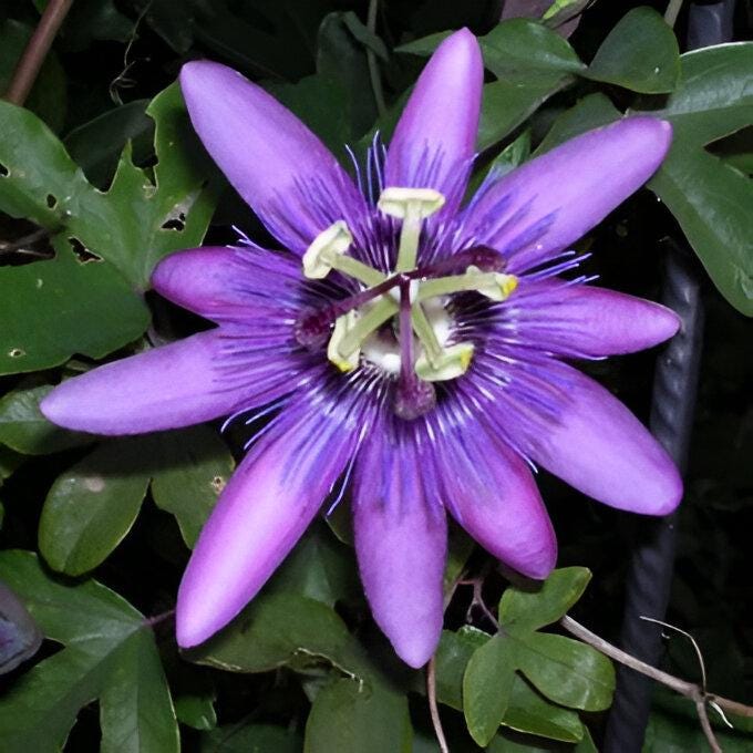 Amethyst Passion Flower seeds, passiflora outdoor garden home decor gift for him her mom dad, organic gardening flowering plant birthday DIY