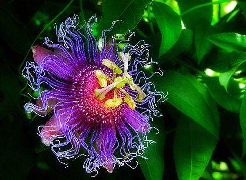Purple Passion Flower seeds, best gift for him her mom dad teacher home decor DIY house plants birthday vining climbing plants gardening
