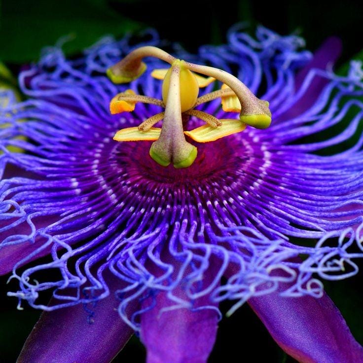 Purple Passion Flower seeds, best gift for him her mom dad teacher home decor DIY house plants birthday vining climbing plants gardening