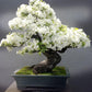 Pink & White Cherry Blossom Bonsai Tree Seeds: Japanese Sakura, Gardening Flowering Perennial, Garden House Plants, Frost Hardy DIY Flower