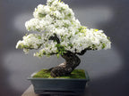 Pink and White Cherry Blossom Bonsai Tree Seeds: Japanese Sakura Perennial House & Garden Plant