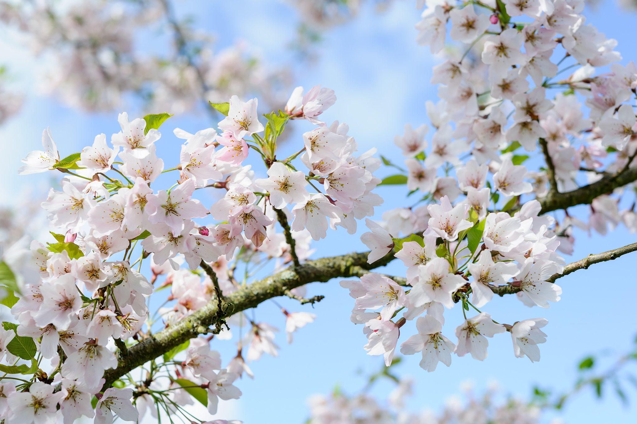 Pink and White Cherry Blossom Bonsai Tree Seeds: Japanese Sakura Perennial House & Garden Plant